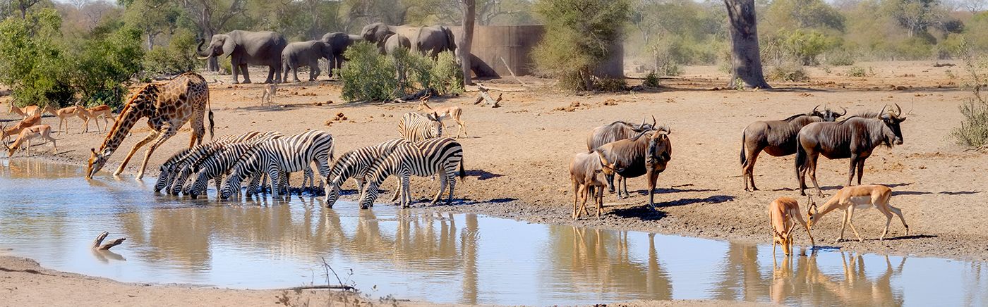 Diverse Wildlife