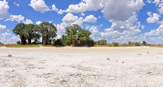 Famous Baobab Trees