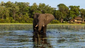 Jacana Camp