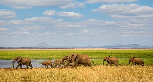 Tarangire