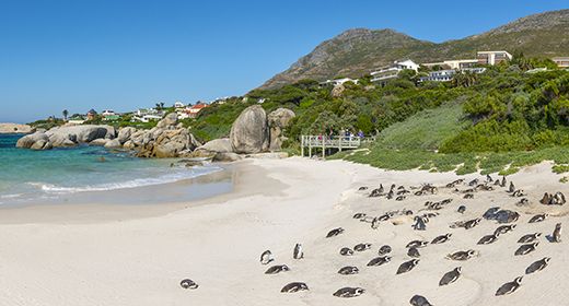 Boulders Beach