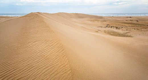 Coastal Dunes