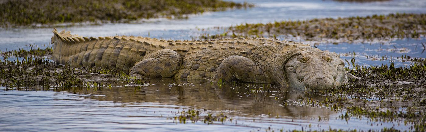 Wild Mana Pools