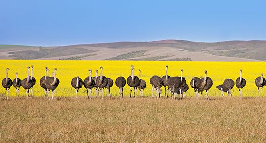 Ostriches!