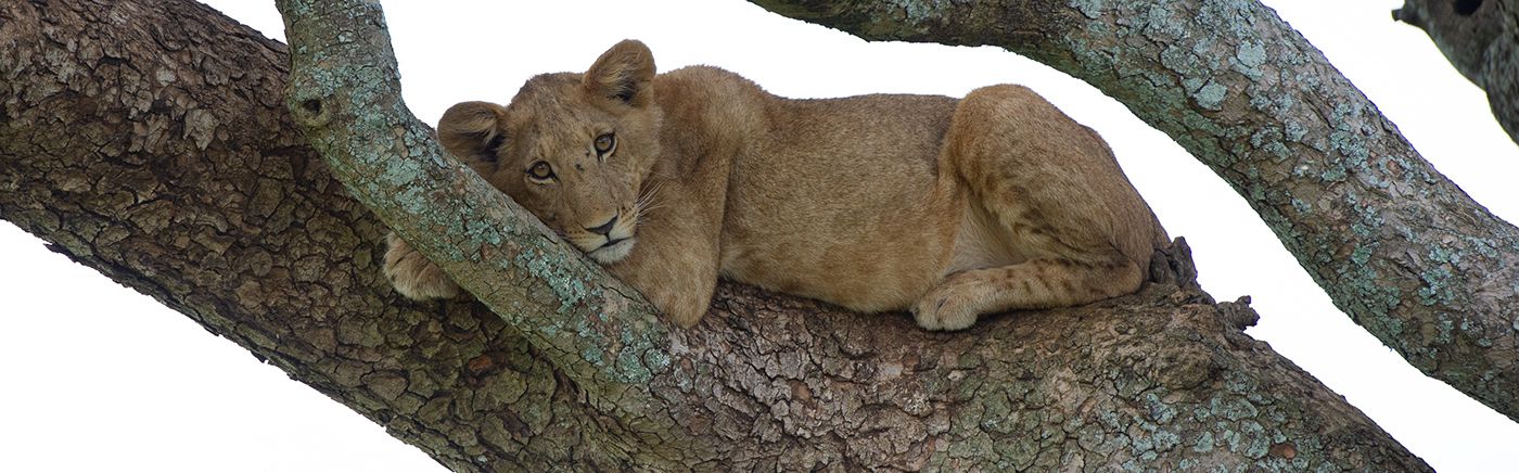 Big Cats