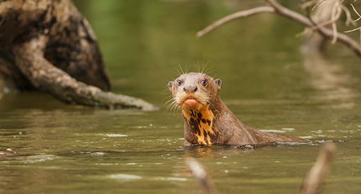 Wildlife