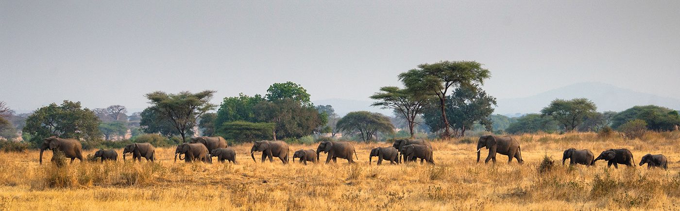 Selous/Nyerere