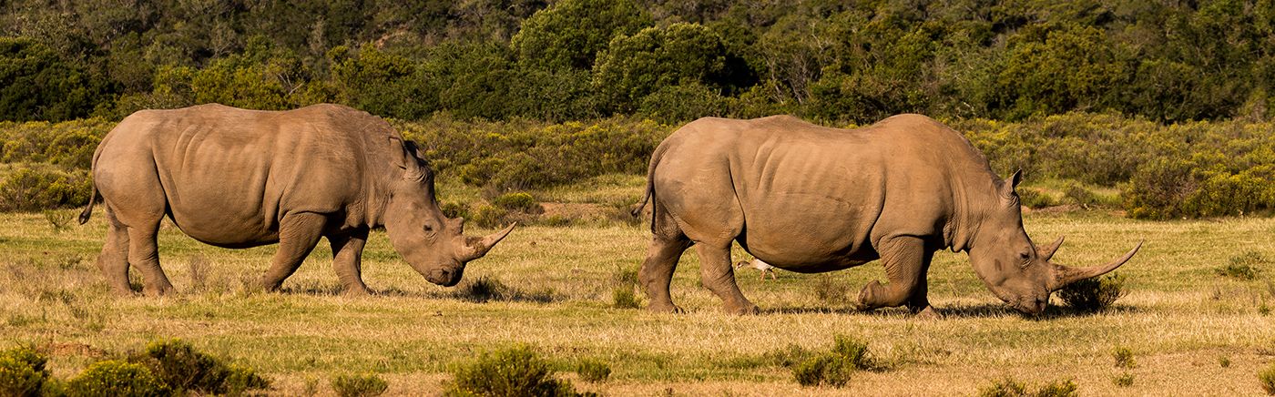 Eastern Cape Safaris