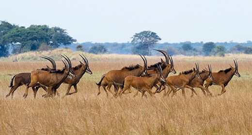 The Kafue