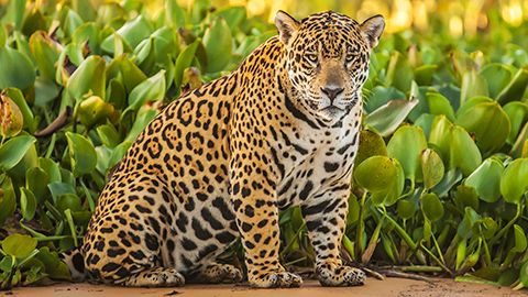 Jaguar in the Pantanal, Brazil
