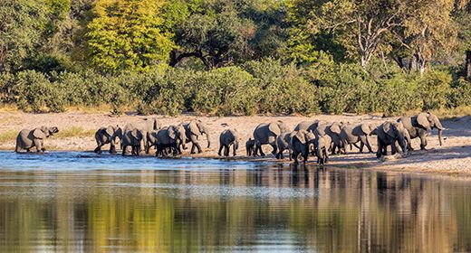 Caprivi / Zambezi