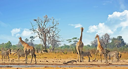 Hwange Waterholes