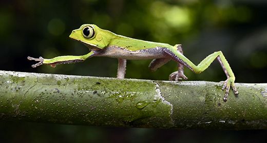 Biodiversity