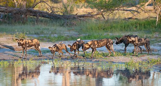 Protecting Wildlife
