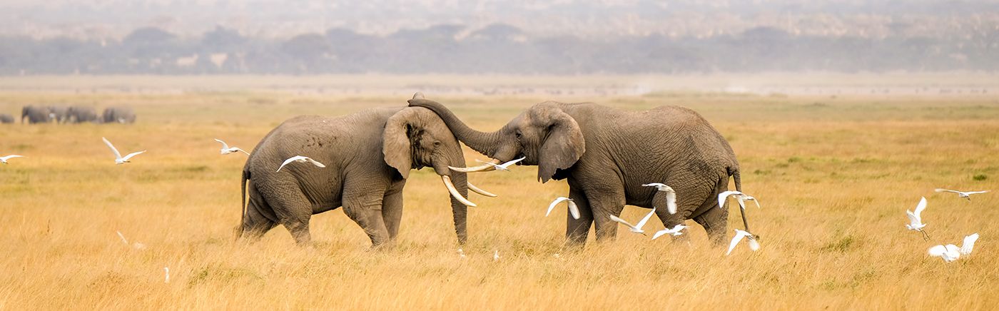 Abundant Wildlife