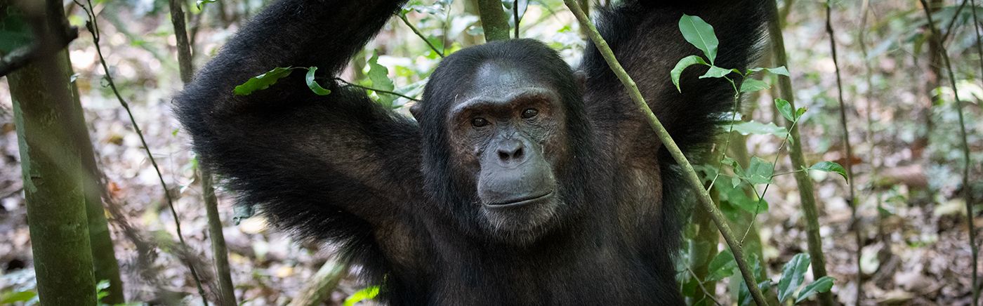 Chimpanzees