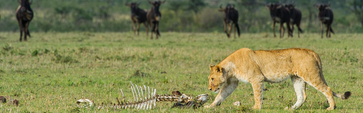 Wildlife