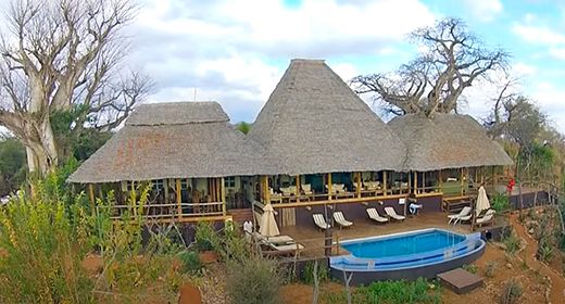 tan_treetops_banner_large.jpg