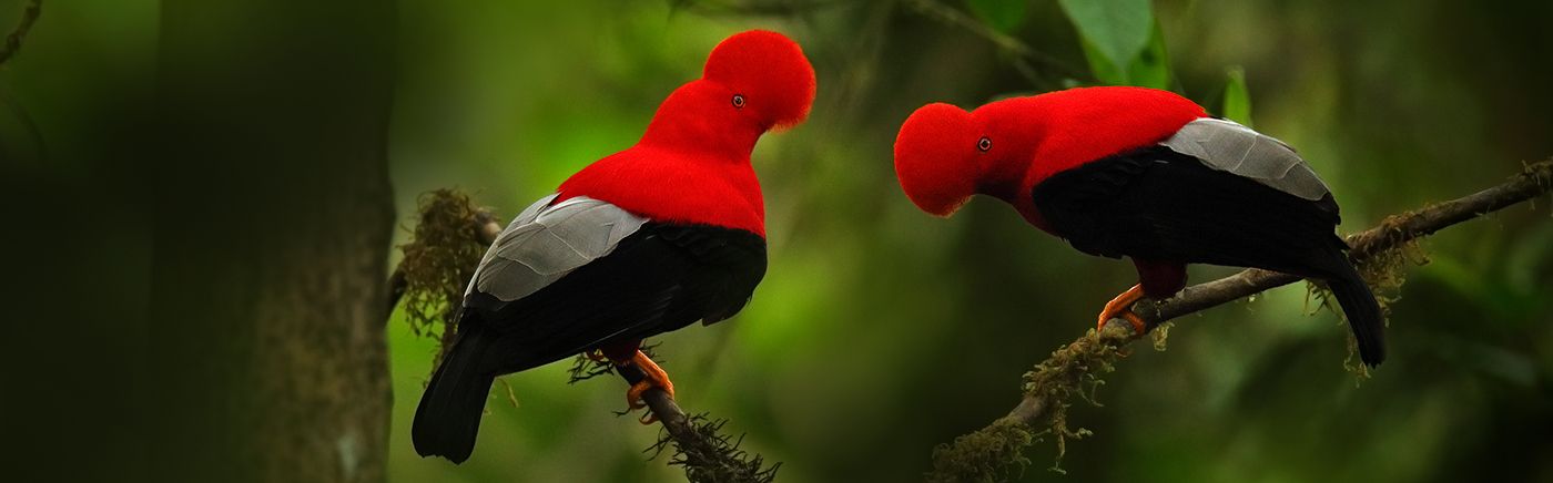 Ecuador