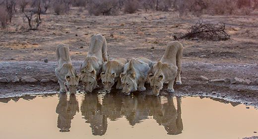 Madikwe Predators