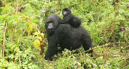 Mountain Gorillas