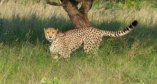 Phinda Game Reserve
