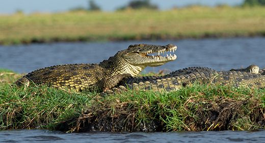 Caprivi / Zambezi