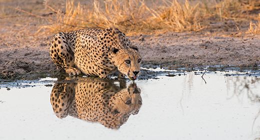 Central Kalahari