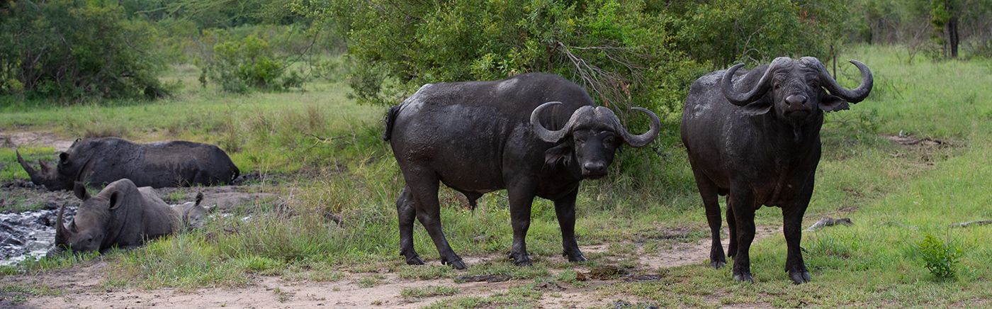 Big Five