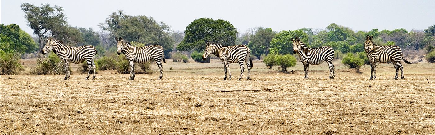 Luangwa Wildlife