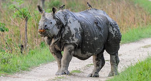 Wildlife