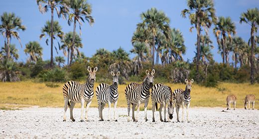 Makgadikgadi Pans