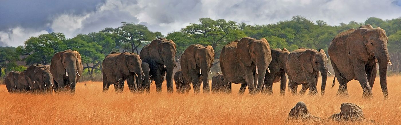 Hwange Elephants