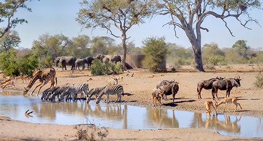 Diverse Wildlife