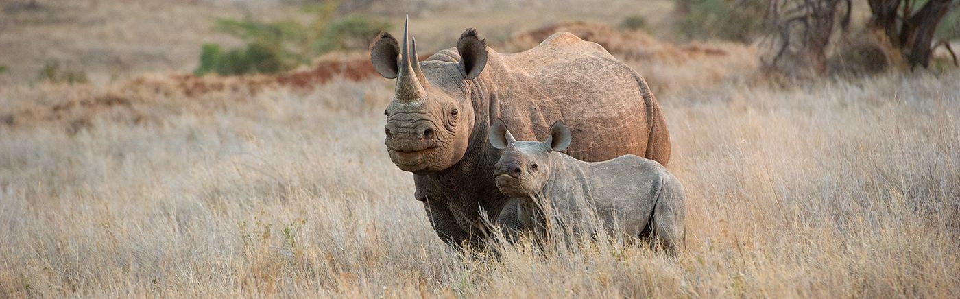 Conserving Wildlife
