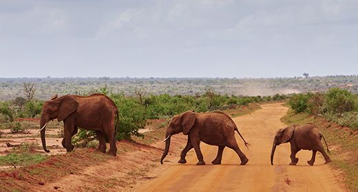 Tsavo elephants