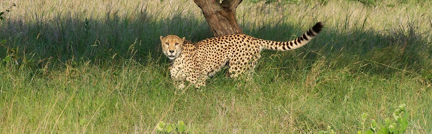 Phinda Game Reserve