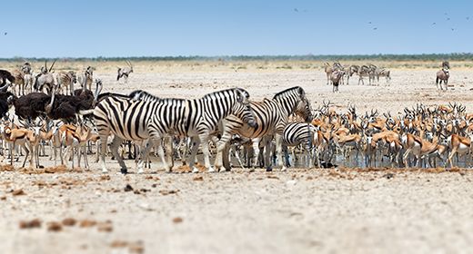 Abundant Wildlife