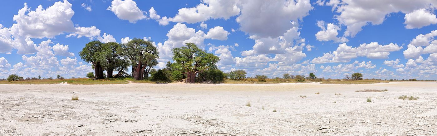 Famous Baobab Trees