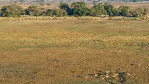 Busanga Bush Camp