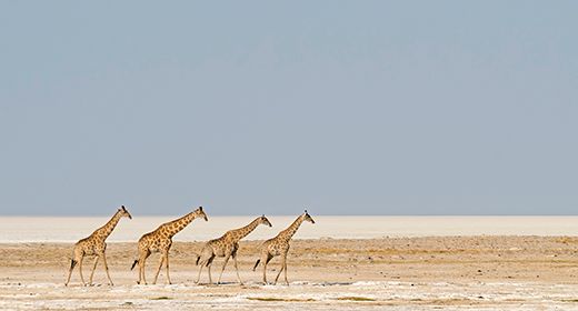 Etosha Wildlife