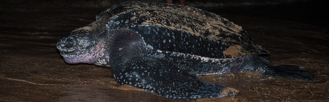 Turtle Conservation
