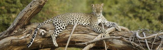 Big Cats