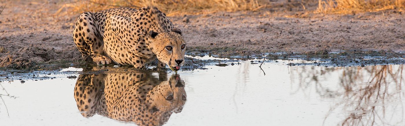Central Kalahari