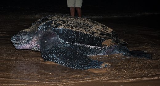 Turtle Conservation