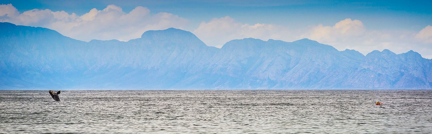 Whale Watching
