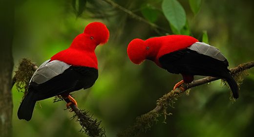 Ecuador