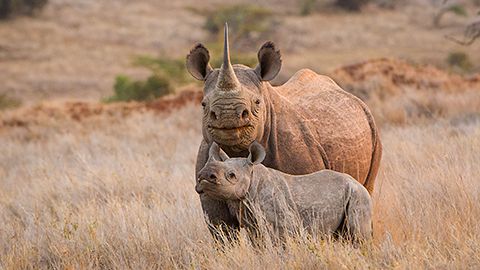 Why Visit Africa