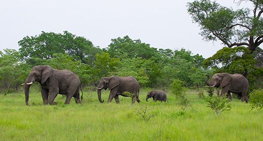 Abundant Herds