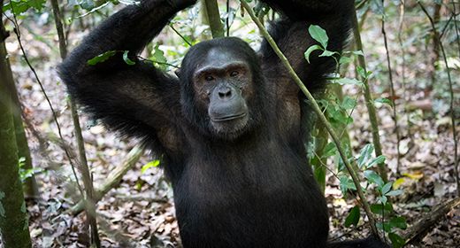 Chimpanzees